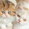Icon: Cats Yakuza 