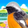 Icon: 雀鳥樂園