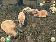 Screenshot 12: Capybara Spa