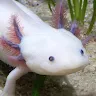 Icon: Axolotl Pet