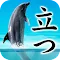 Can Dolphin Stand?