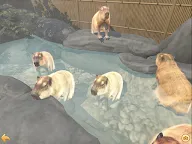 Screenshot 11: Capybara Spa