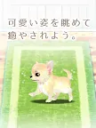 Screenshot 10: Healing Puppy Training Game -Chiwawa Hen〜