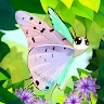 Icon: 彩翼：培育蝴蝶