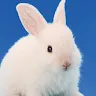Icon: 兔子育成