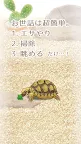 Screenshot 2: Healing Turtle Training Game
